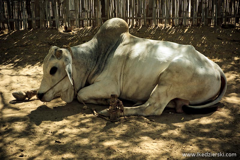 birma bagan krowa