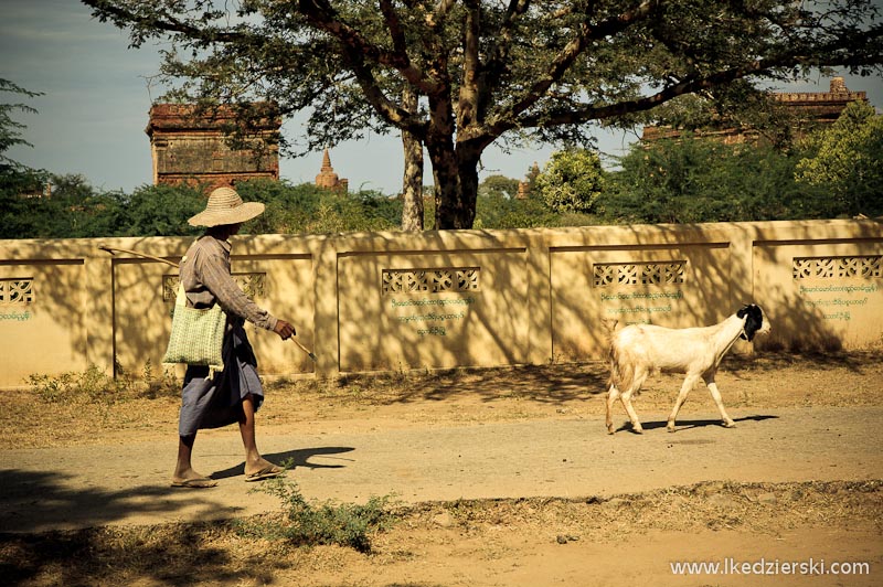 Bagan. Pasterz, który wyprowadza swoje zwierzęta na spacer.