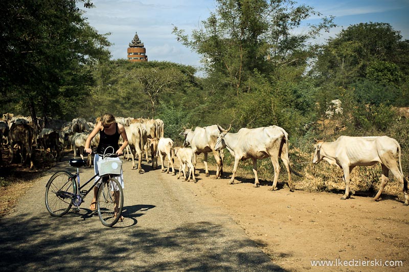 birma bagan rower