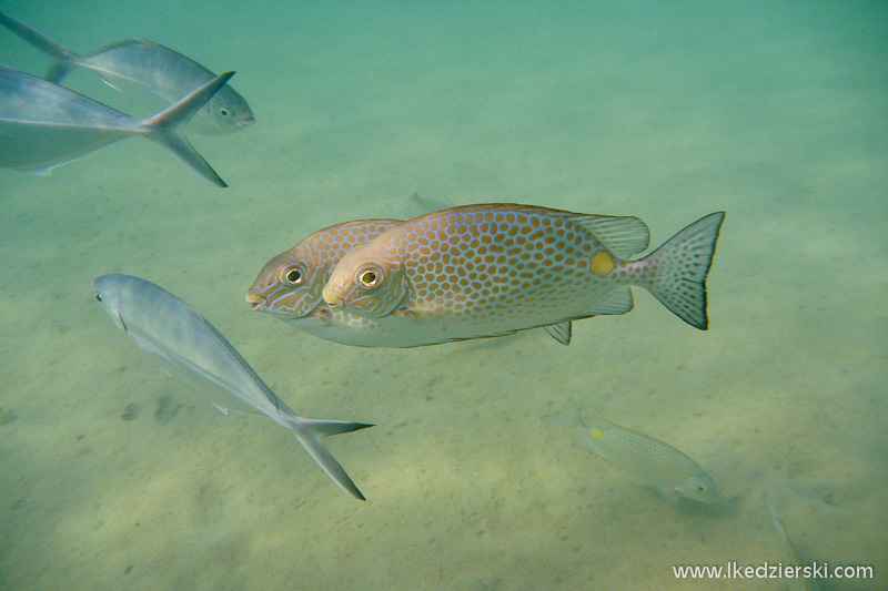 snorkeling na tioman