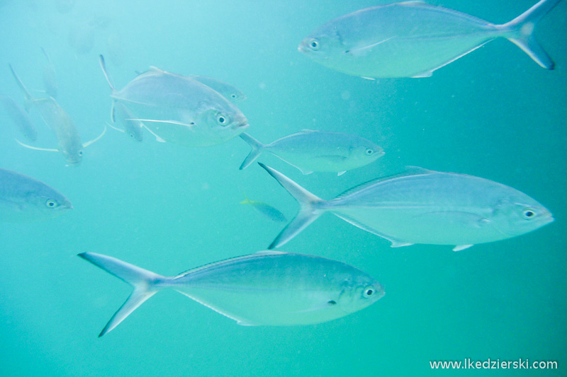 snorkeling na tioman