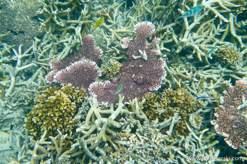 snorkeling na tioman