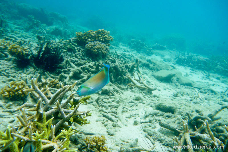 snorkeling na tioman