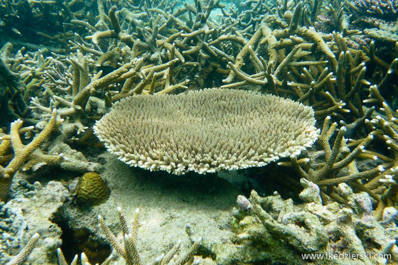 snorkeling na tioman