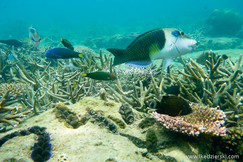 snorkeling na tioman