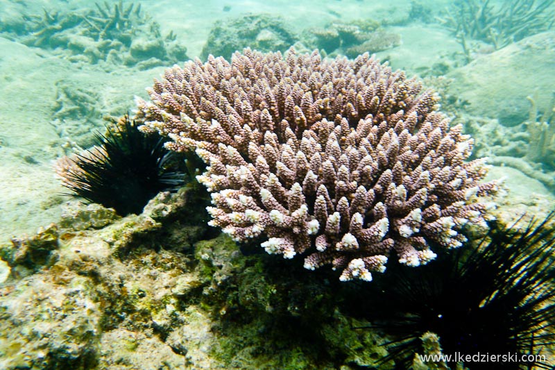 snorkeling na tioman