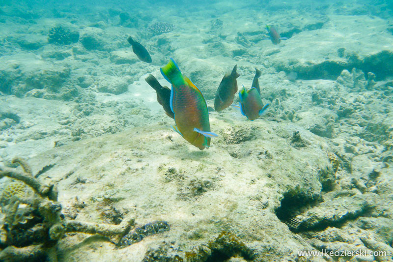 snorkeling na tioman