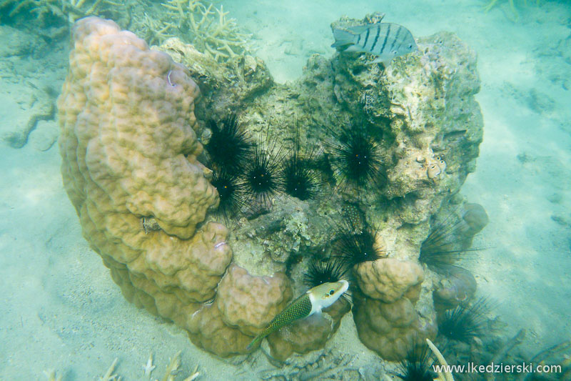 snorkeling na tioman