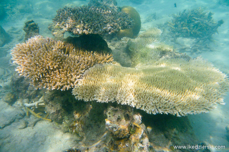 snorkeling na tioman