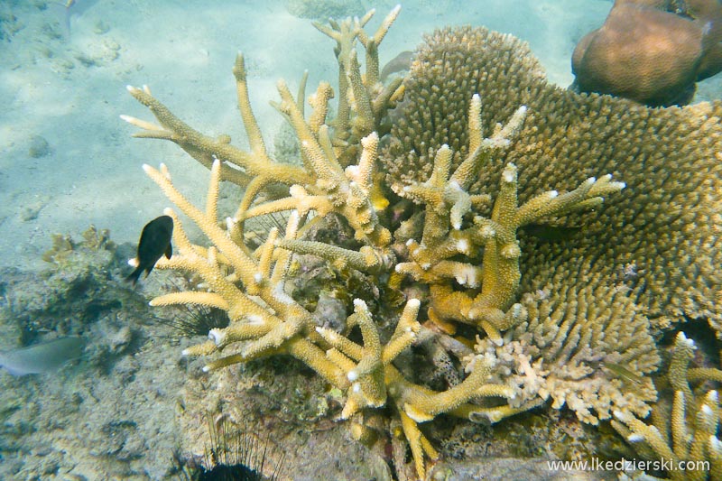 snorkeling na tioman