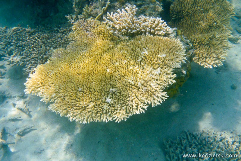 snorkeling na tioman