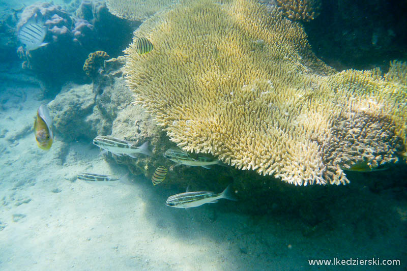 snorkeling na tioman