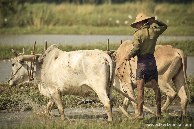 birma longyi