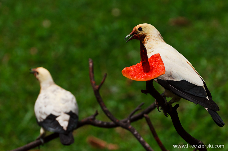 bird park w kuala lumpur