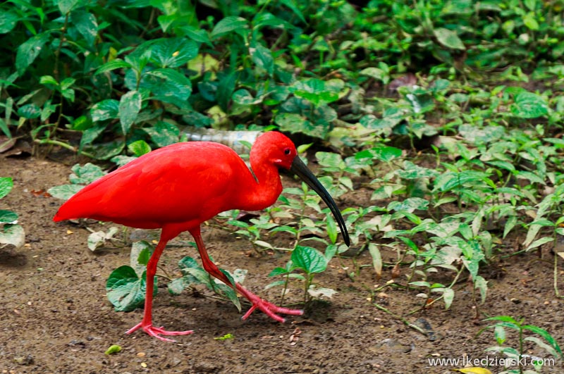 bird park w kuala lumpur