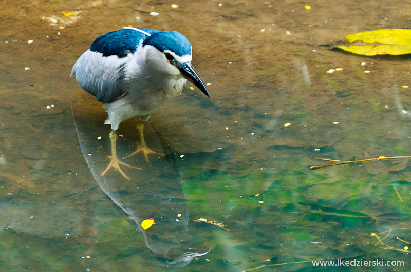 bird park w kuala lumpur