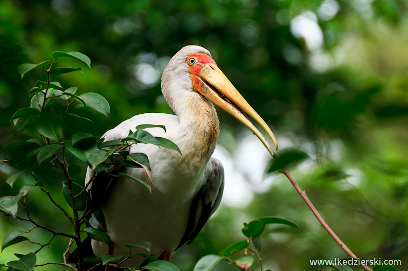 bird park w kuala lumpur