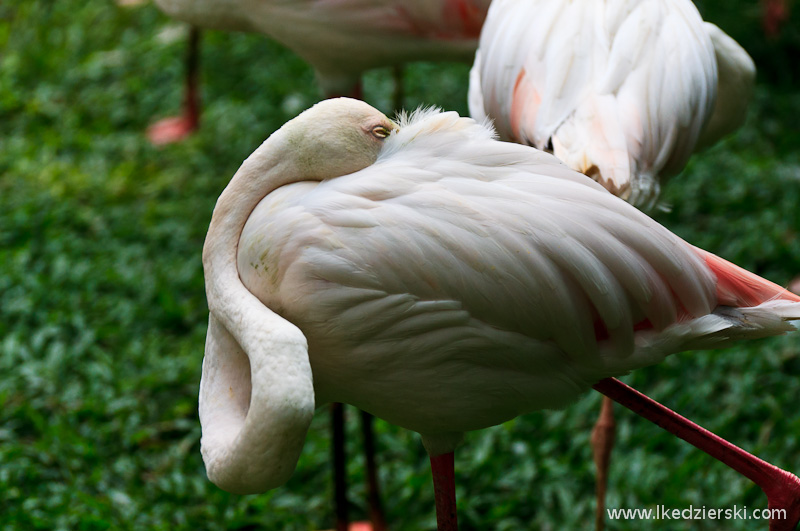 bird park w kuala lumpur