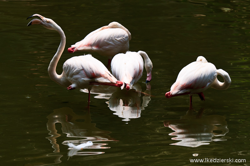 bird park w kuala lumpur