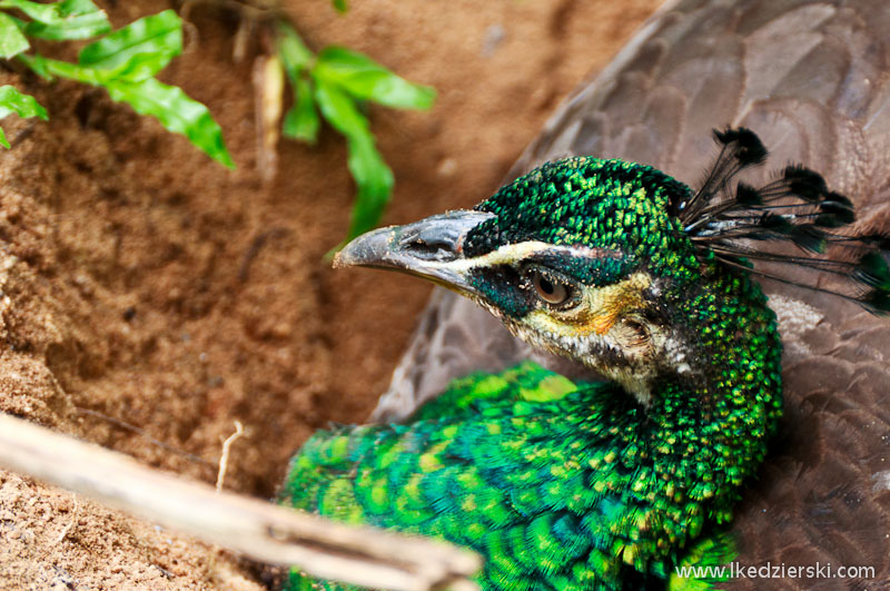 bird park w kuala lumpur paw