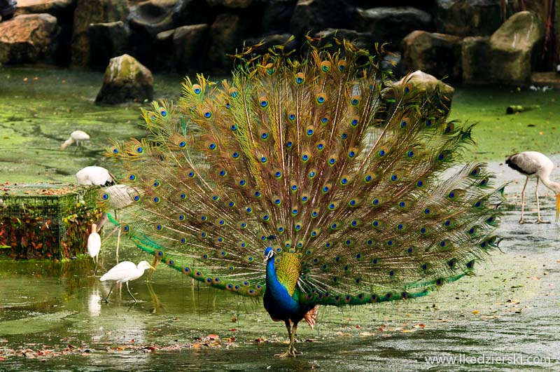 bird park w kuala lumpur paw