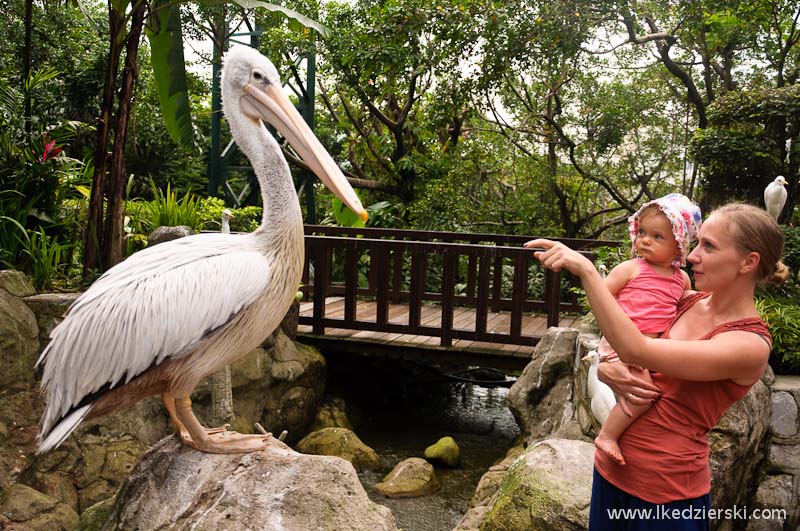 bird park w kuala lumpur pelikan