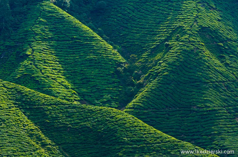 cameron highlands krajobraz