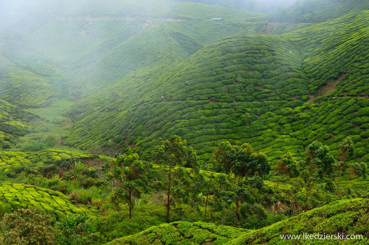 cameron highlands plantacja herbaty