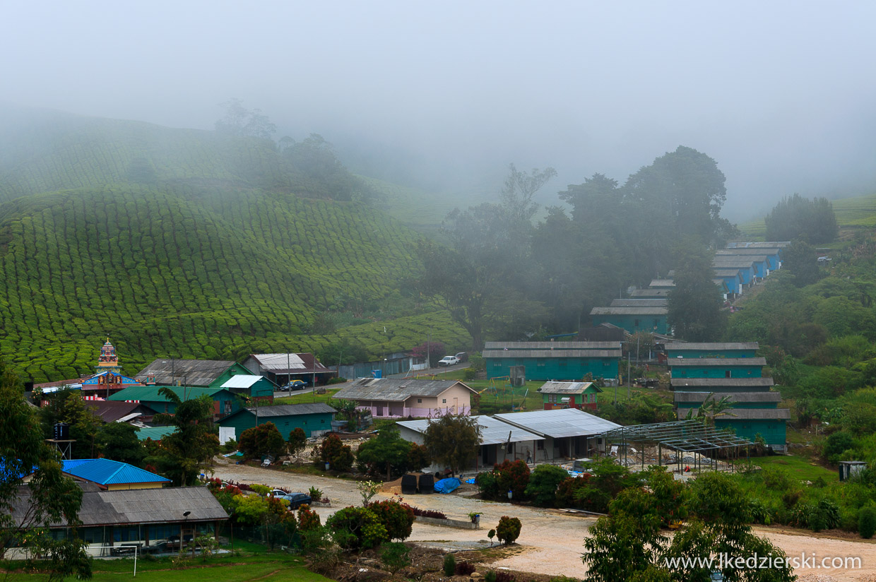 cameron highlands plantacja herbaty