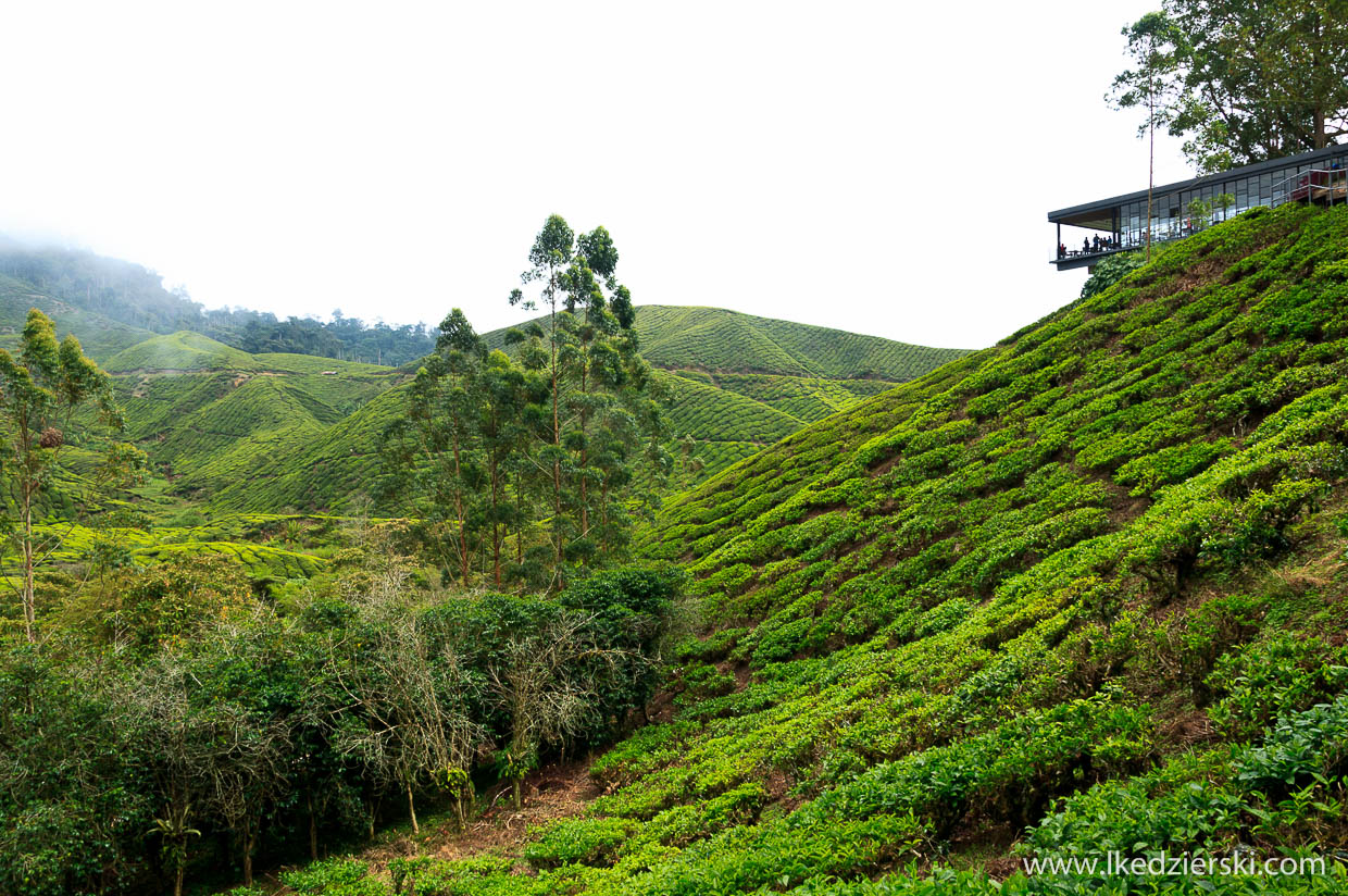 cameron highlands plantacja herbaty