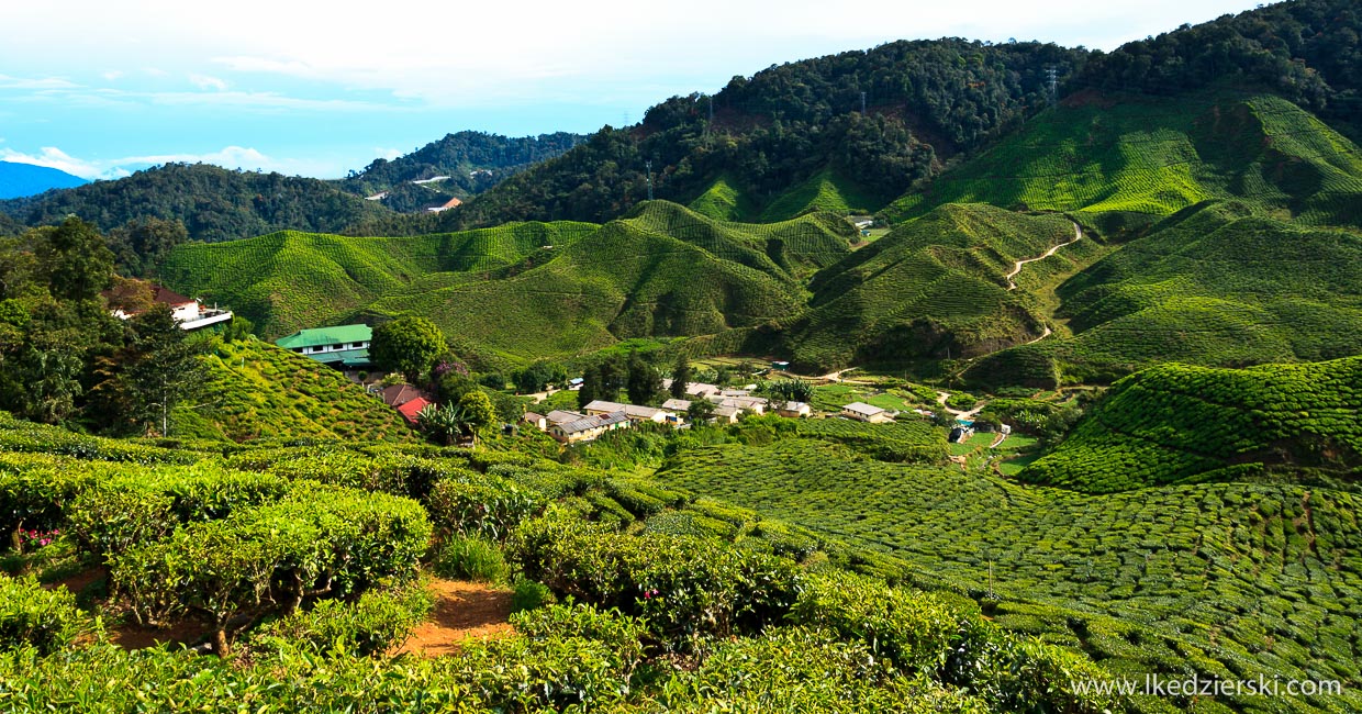 cameron highlands plantacja herbaty