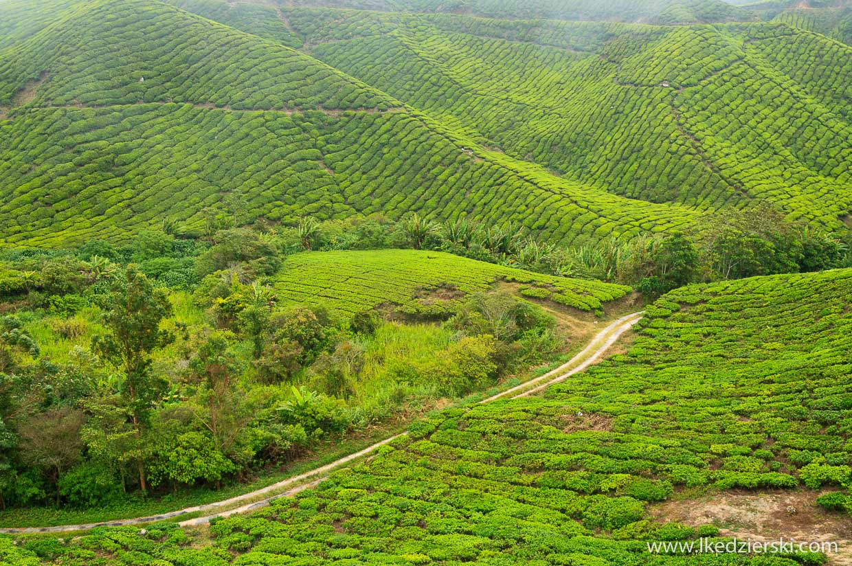 cameron highlands plantacja herbaty