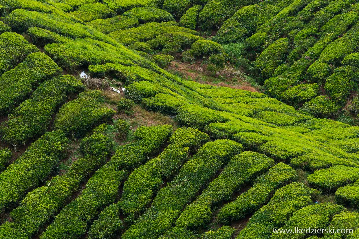 cameron highlands plantacja herbaty