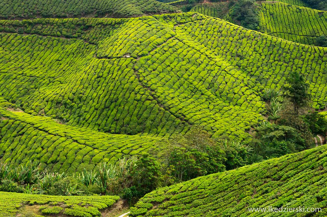 cameron highlands plantacja herbaty