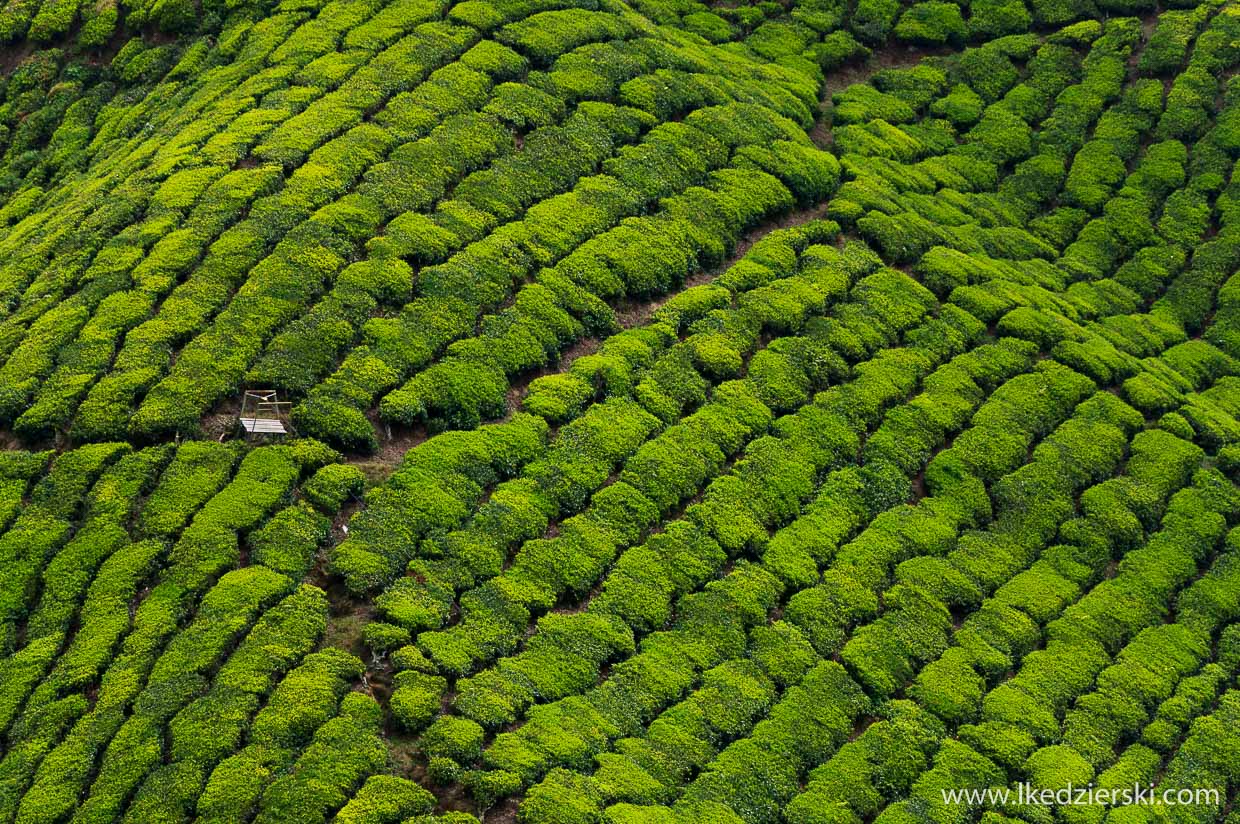 cameron highlands plantacja herbaty