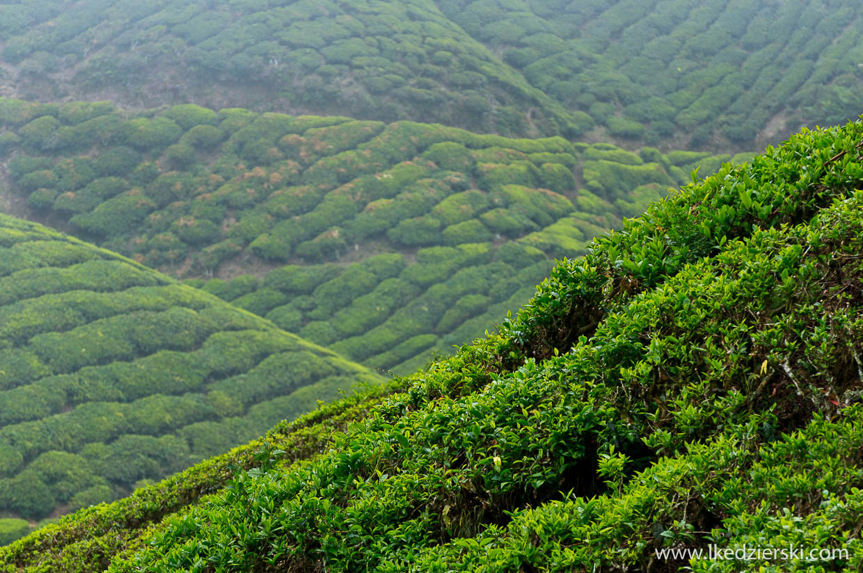 cameron highlands plantacja herbaty