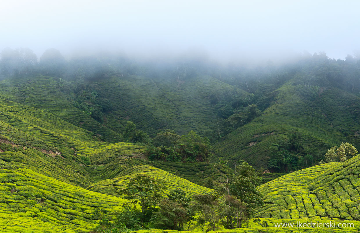 cameron highlands plantacja herbaty