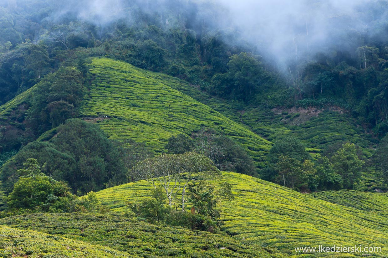 cameron highlands plantacja herbaty