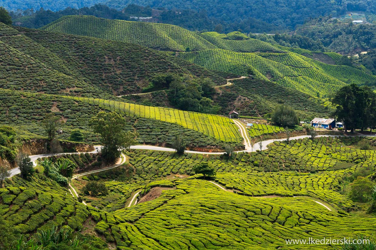 cameron highlands plantacja herbaty