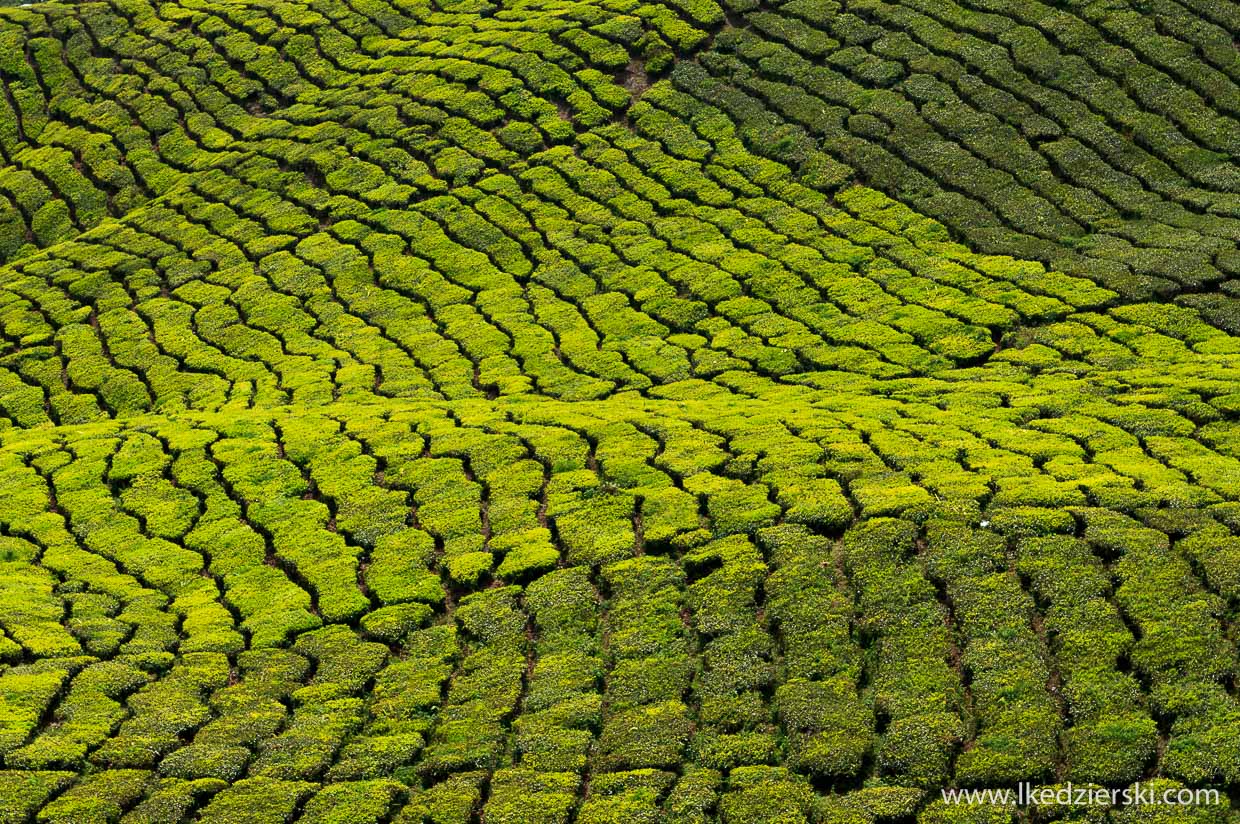 cameron highlands plantacja herbaty