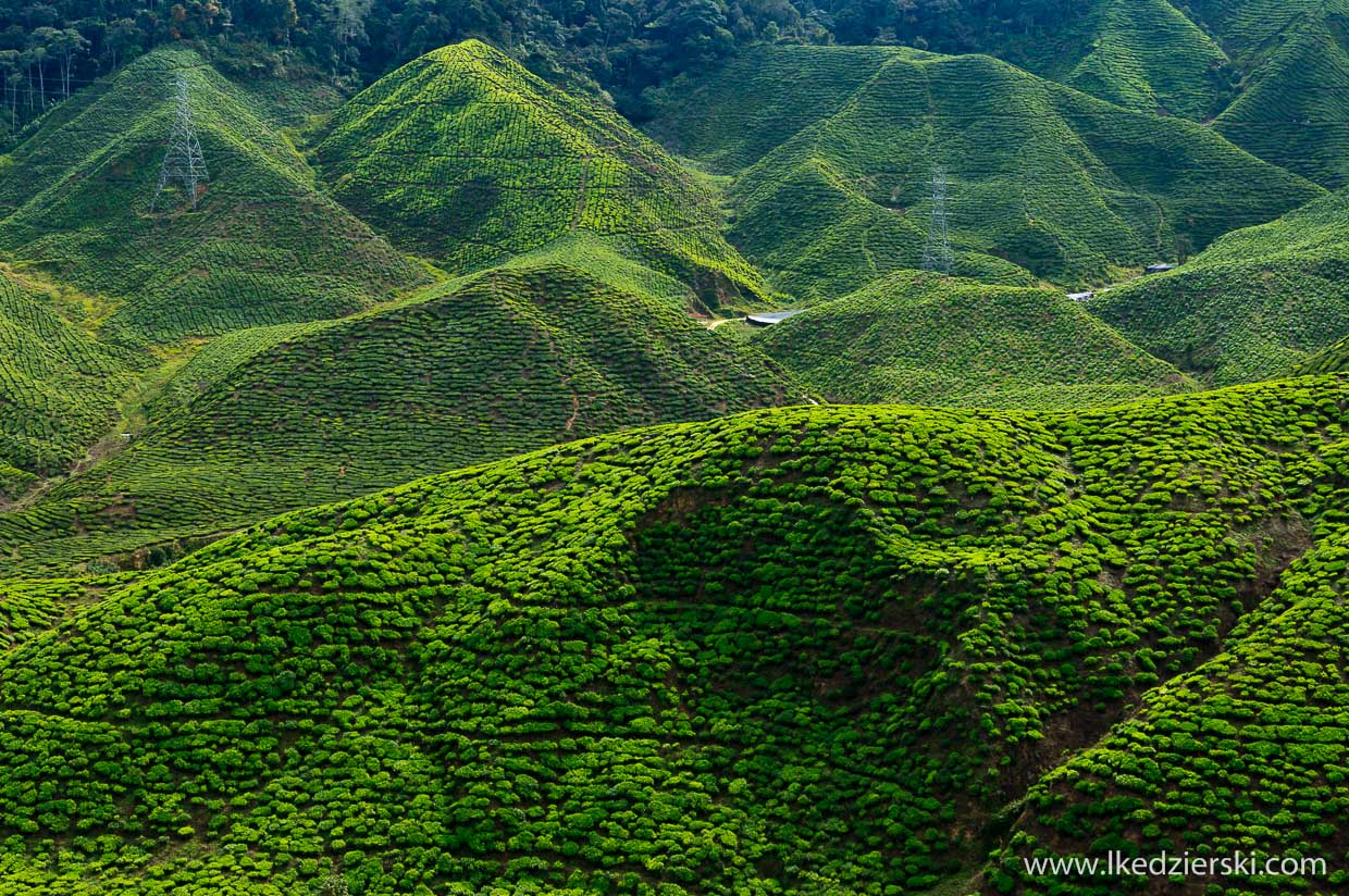 cameron highlands plantacja herbaty