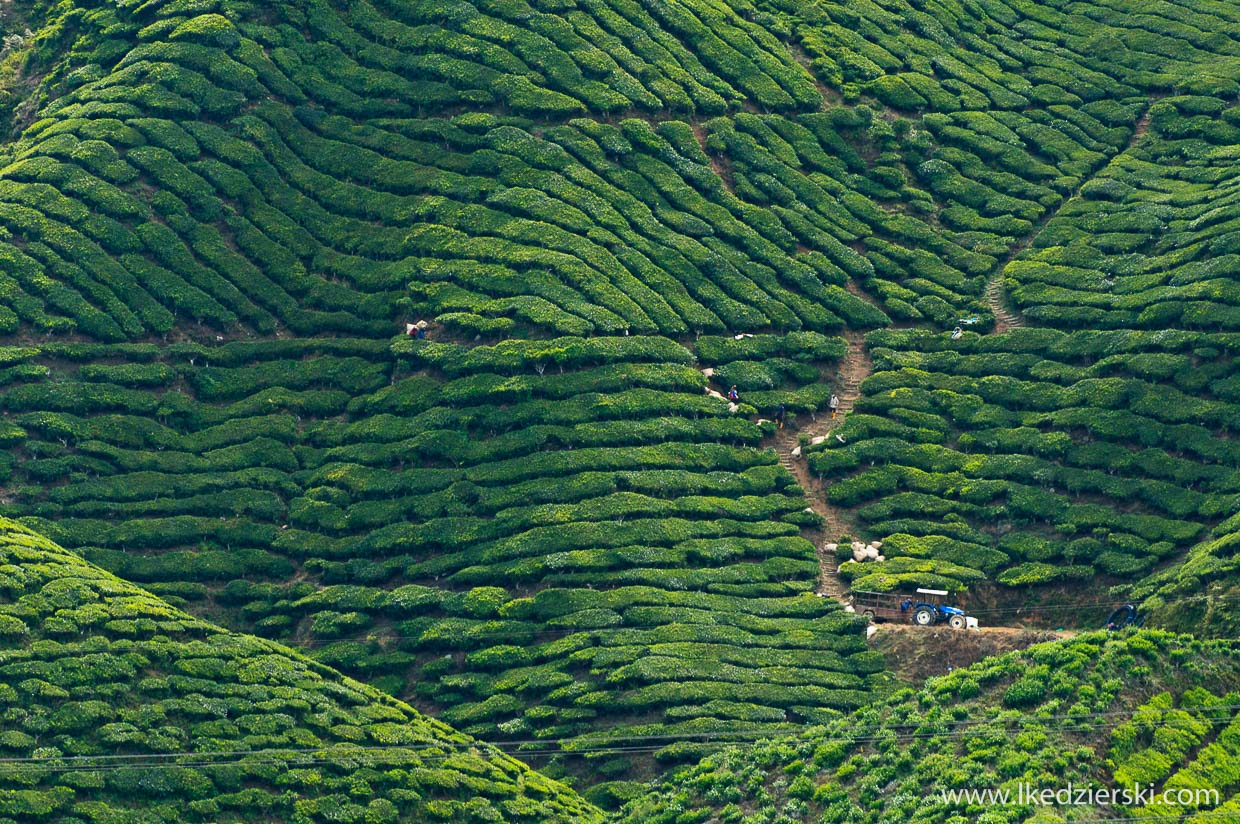 cameron highlands plantacja herbaty