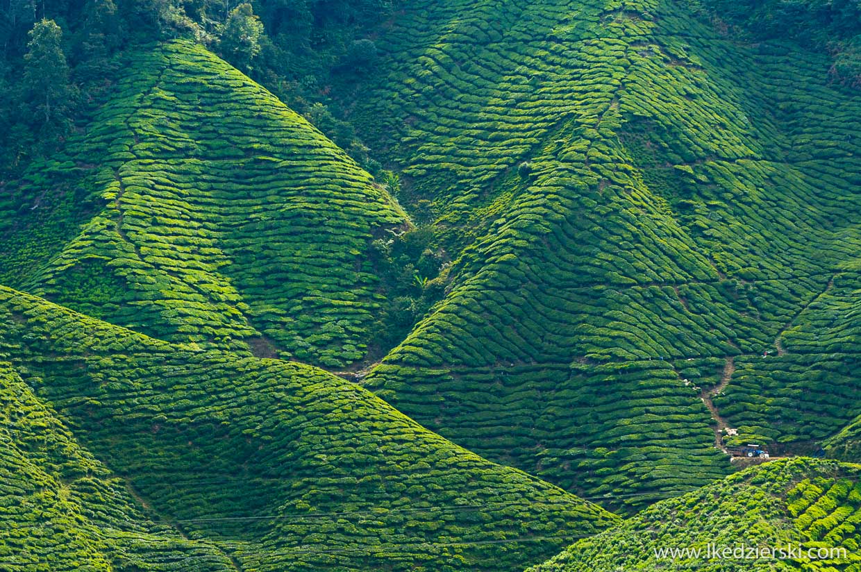 cameron highlands plantacja herbaty