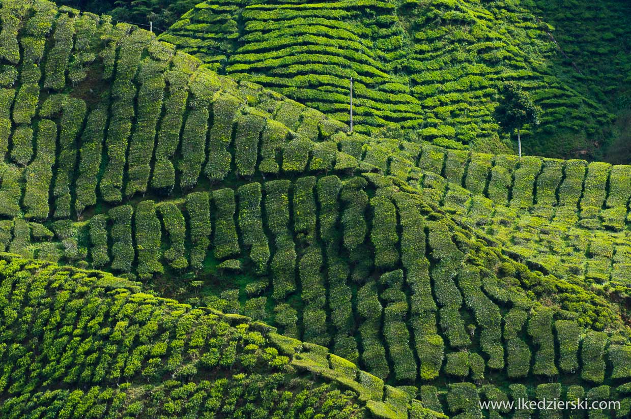 cameron highlands plantacja herbaty