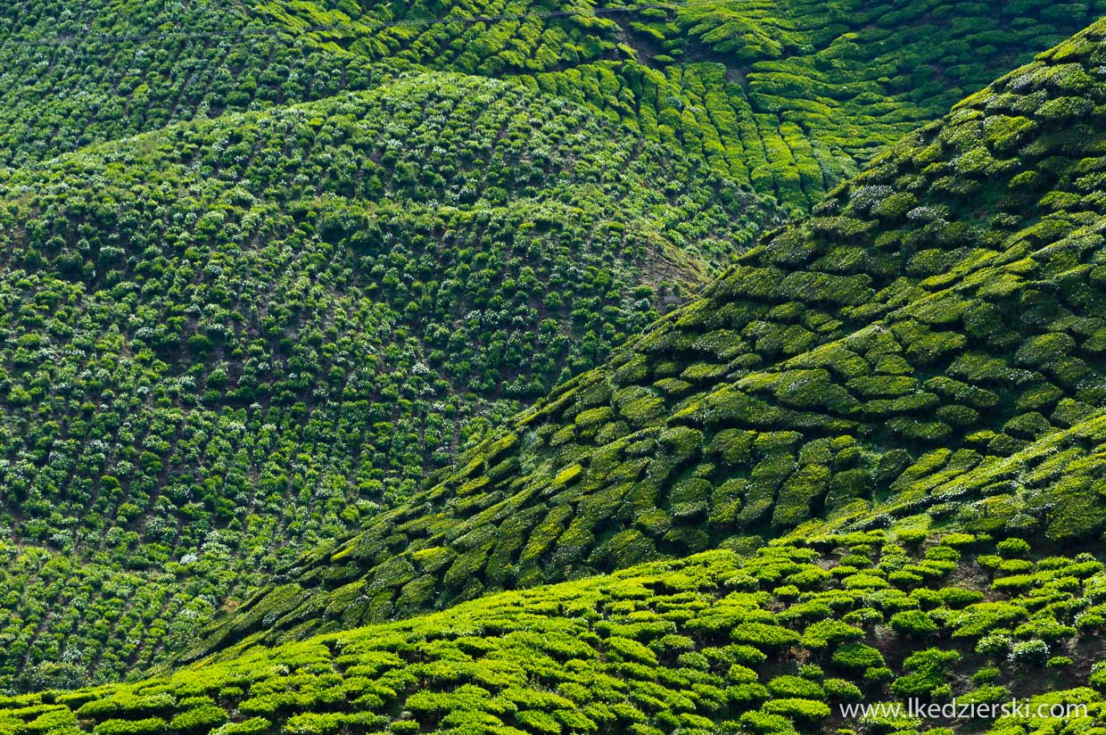 cameron highlands plantacja herbaty