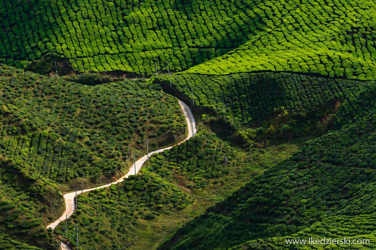 cameron highlands plantacja herbaty