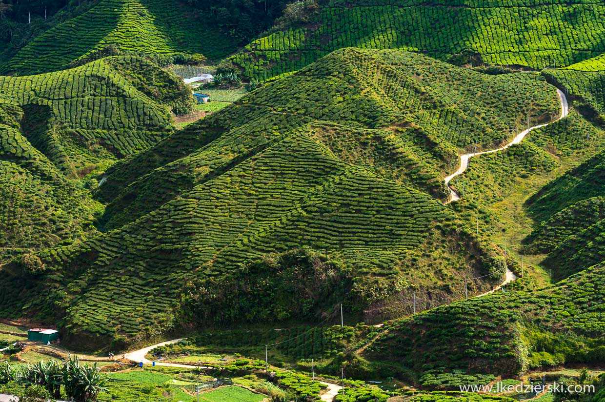 cameron highlands plantacja herbaty