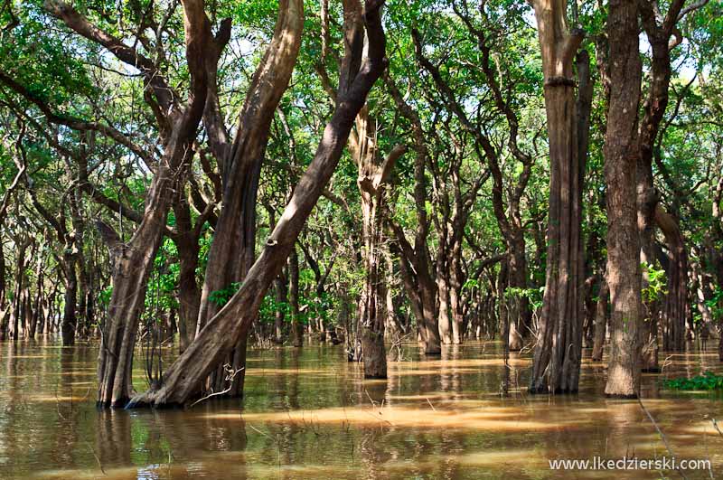 kambodża floating forest