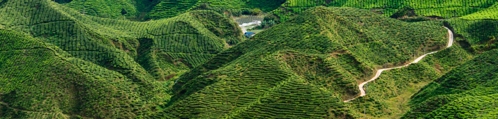 panorama cameron highlands