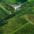 panorama cameron highlands